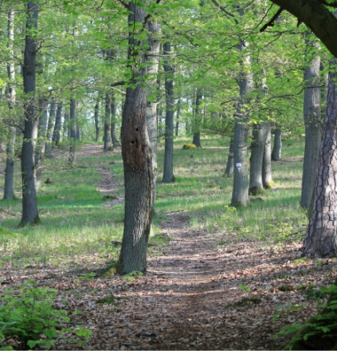 Bäume im Wald bei Ortsteil Roßbach